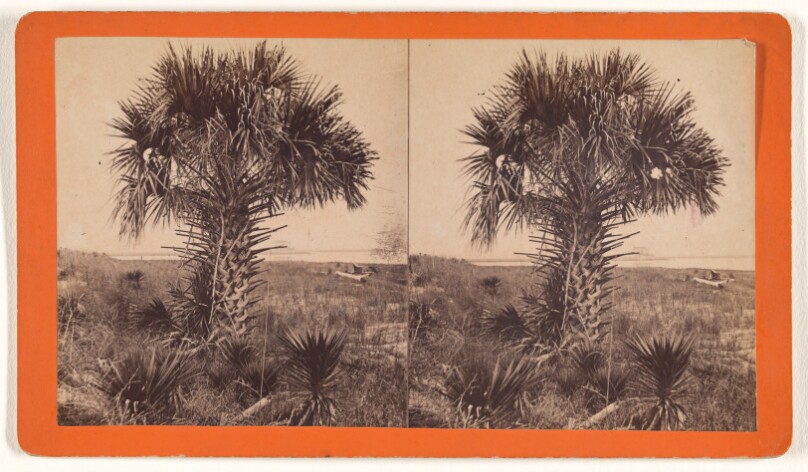 [Palmetto (palm) Tree (.)]