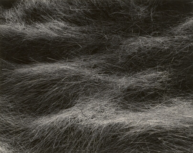 Grass
