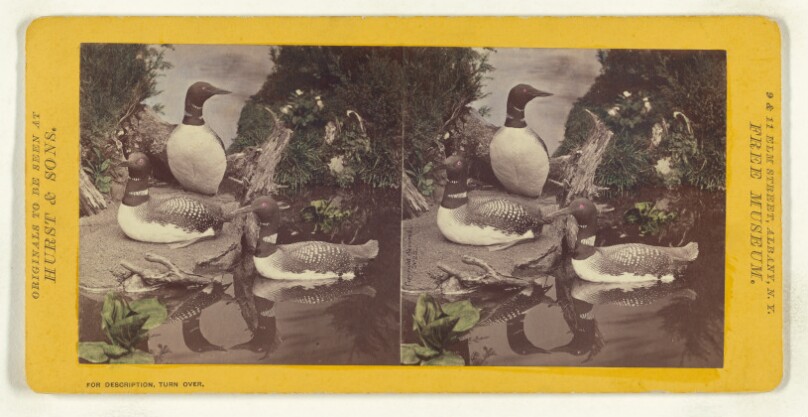 Class II, Order VI, Natatores. Family Colymbidae. Great Loon or Diver...
