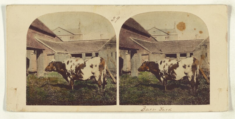 [Cow in barnyard]