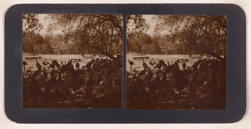 [Turkeys in a pen] (recto); [Unidentified vista] (verso)