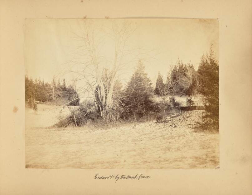 Cedars and c by the Sunk Fence