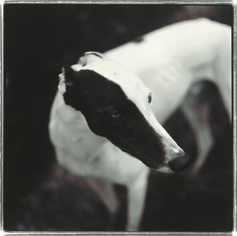 Black and White