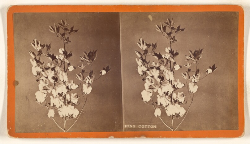 King Cotton