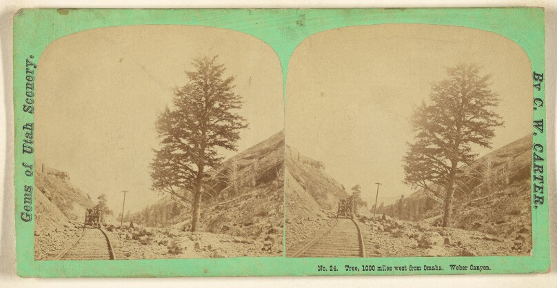 Tree, 1000 miles west from Omaha. Weber Canyon. [Utah]
