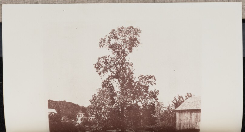 Old Hickory on the Lynde Farm in Wyoming