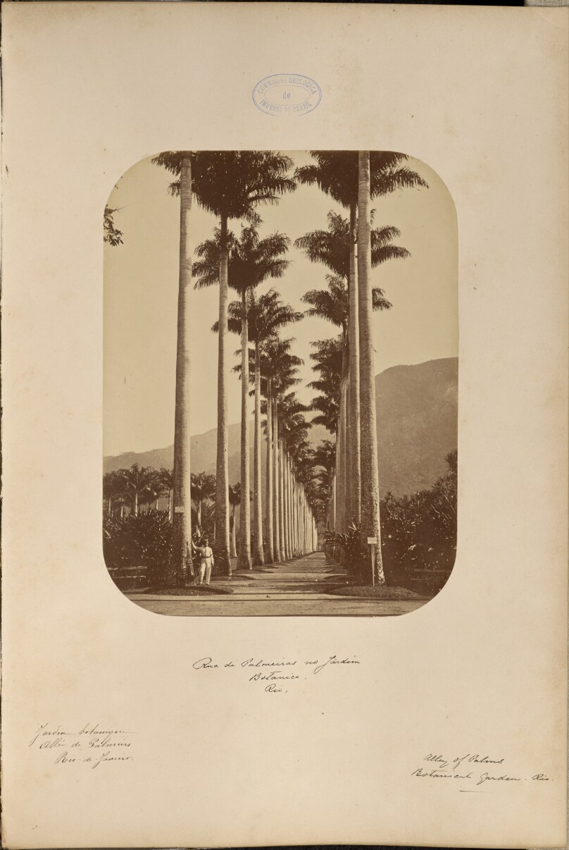 Rua de Palmeiras no Jardim Botanico, Rio