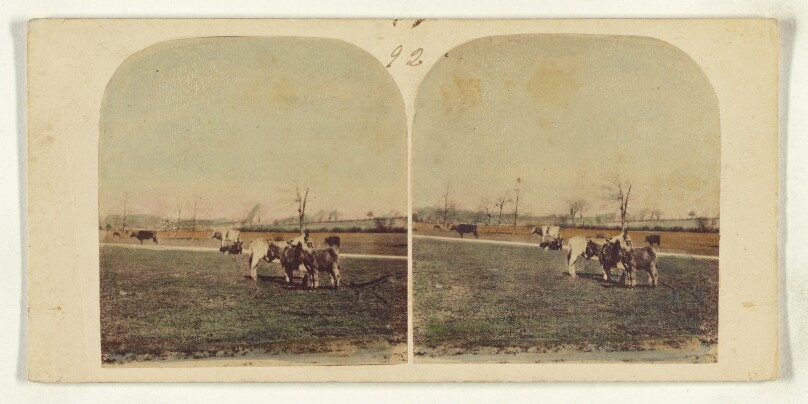 [Donkeys in open field]