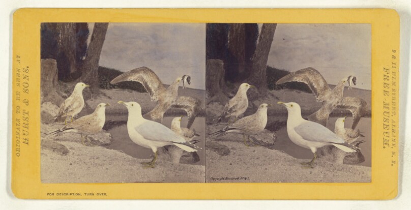 Class II, Order VI, Natatores. Family Laridae. Common American Gull...
