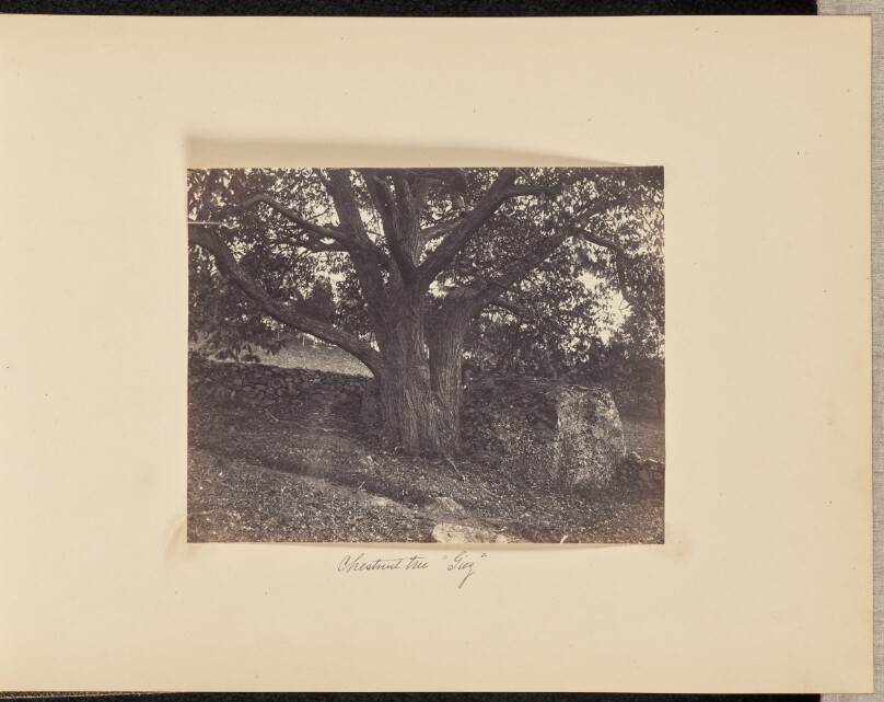 Chestnut tree, "Giez"