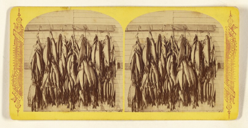 Fish caught Dec. 28th and 29th, 1877, by the "P.A.A.," on Lake Winnipesaukee. [New Hampshire]