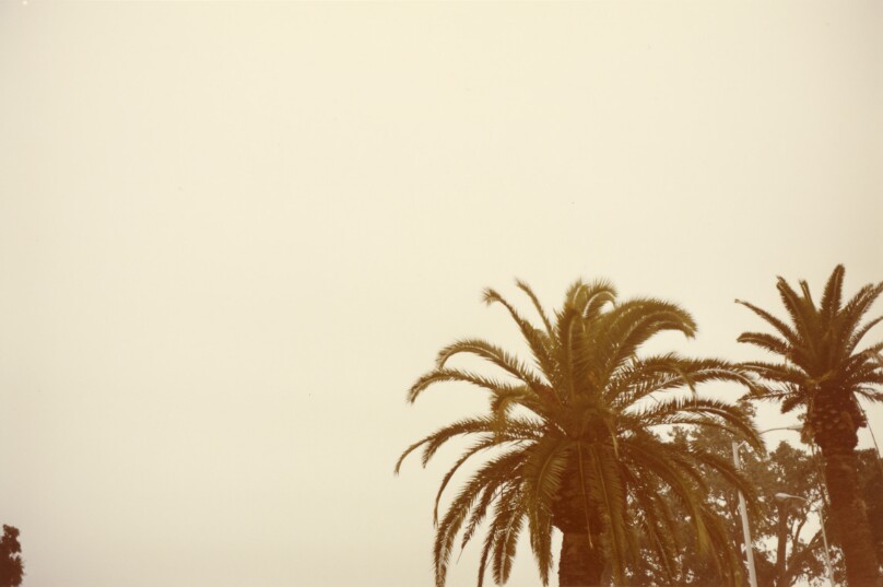 [Palm tree tops and sky, Jamaica]