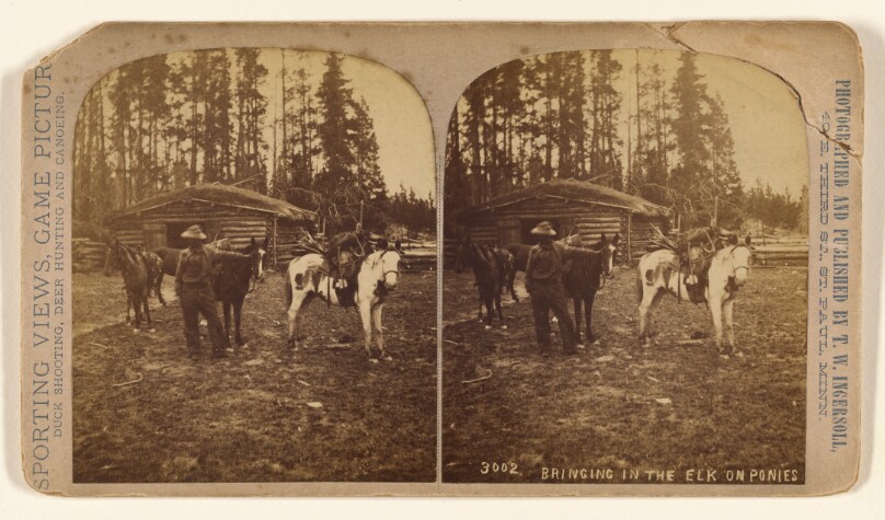 Bringing in the Elk on Ponies