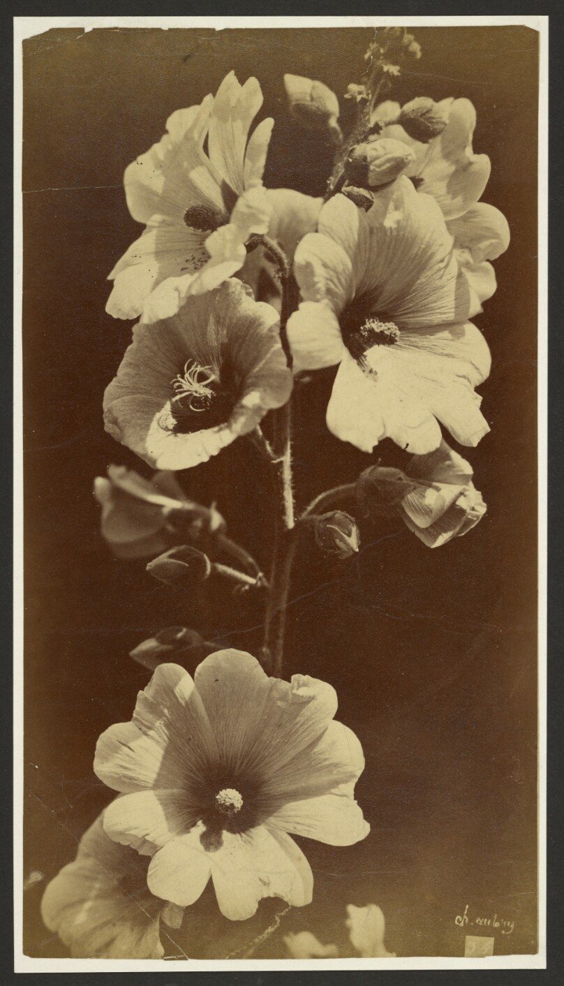 [Flowers]