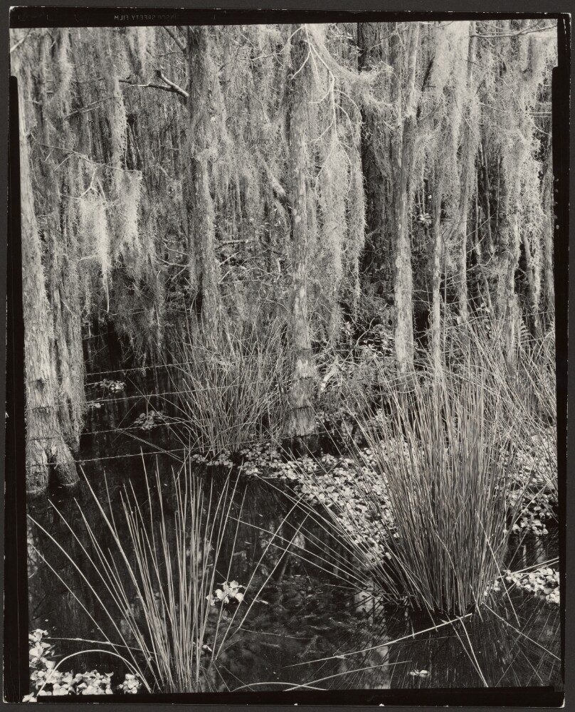 Cypress and Moss