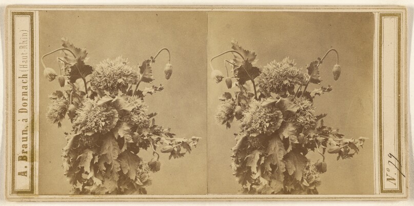 [Flower arrangement]