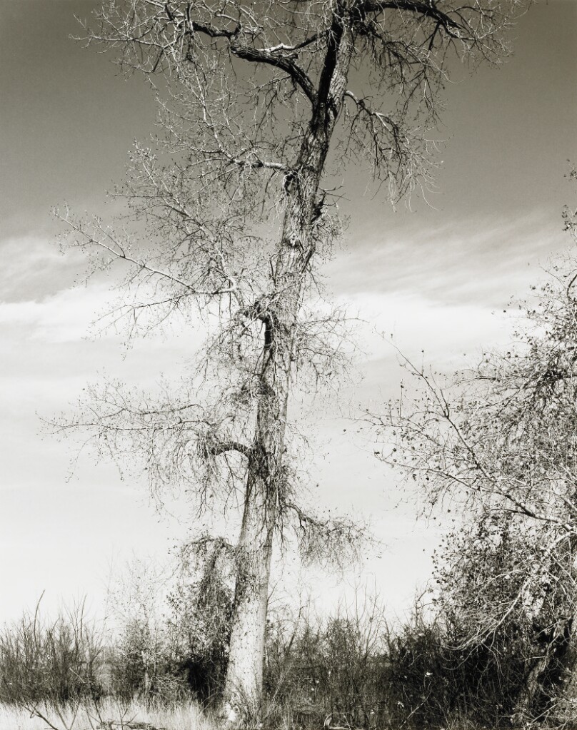 Among the Last Trees Surrounding a Farmhouse, Edge of Longmont, Colorado