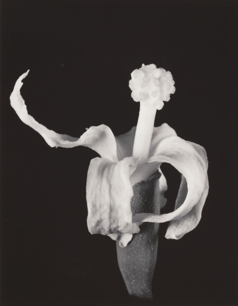 Rosita de cacao. Quararibea funebris.