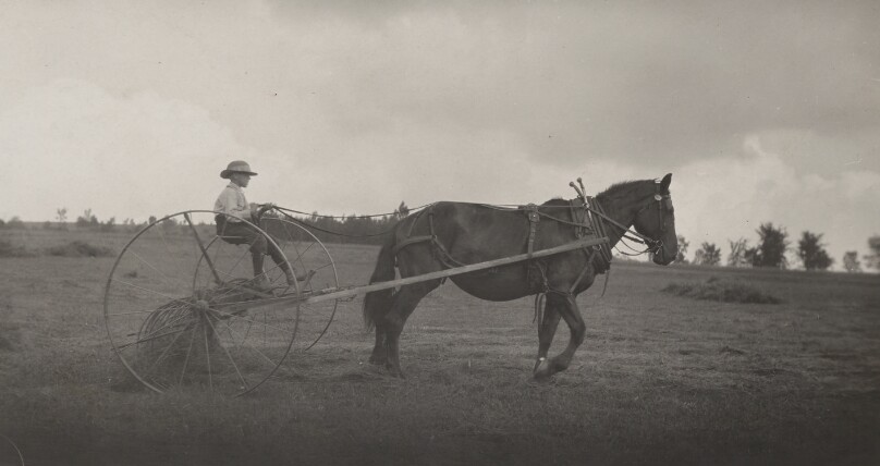 Eight Year Old Jack Driving a Horse Rake