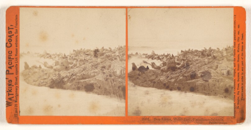 Sea Lions, West End, Farallone [sic] Islands, Pacific Ocean.