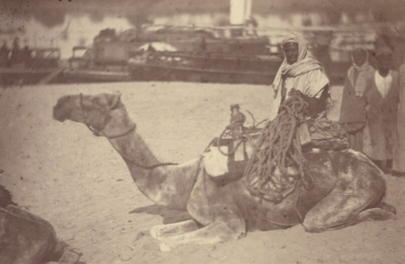 [ A North African Man on a Camel on the Bank of the Nile]