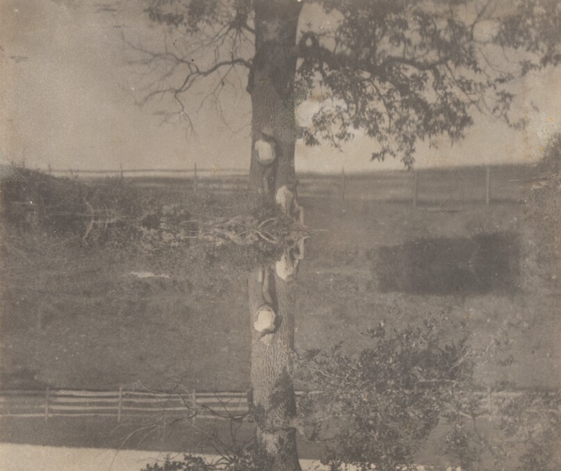 [Crowell Children at Avondale, Pennsylvania]