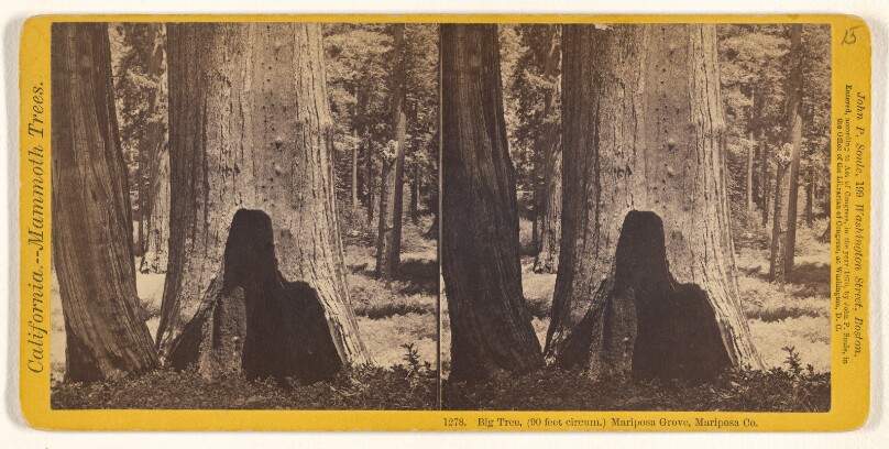 Big Tree, (90 feet circum.) Mariposa Grove, Mariposa Co.