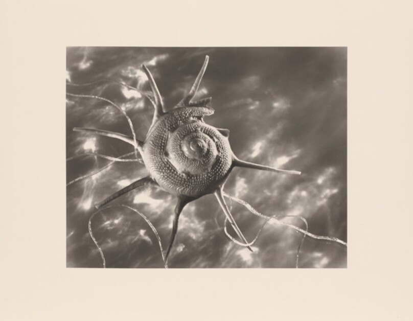 Star Shell