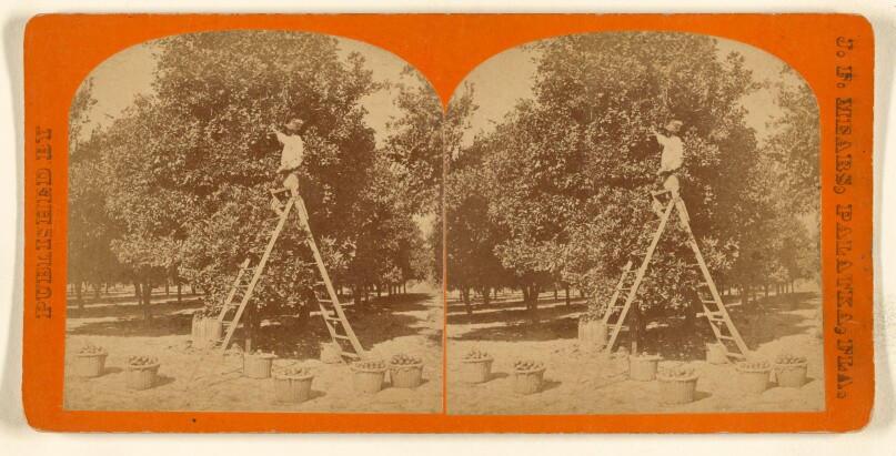 [Picking oranges, Palatka, Florida]