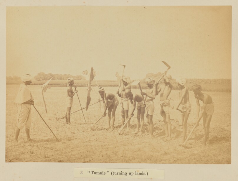 "Tumnie" (turning up lands)