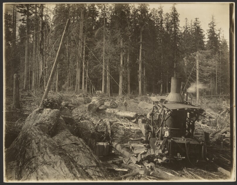 [Logging/ Timber Scene]