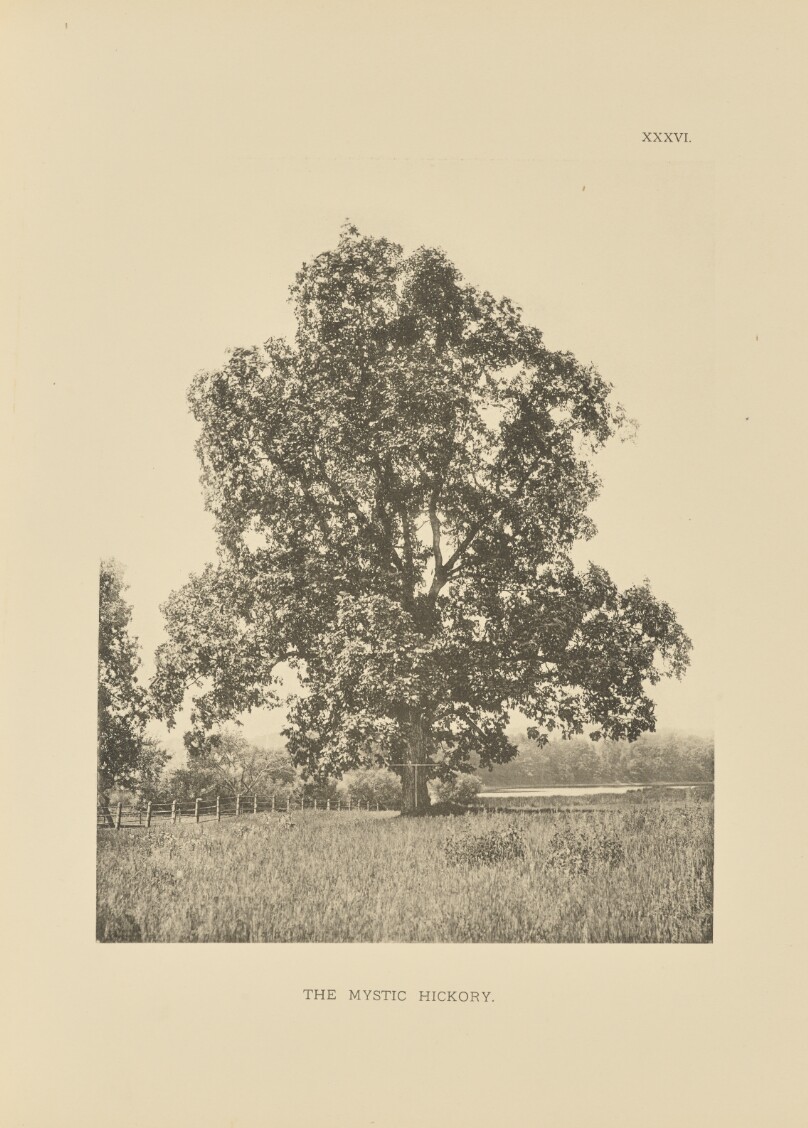 The Mystic Hickory