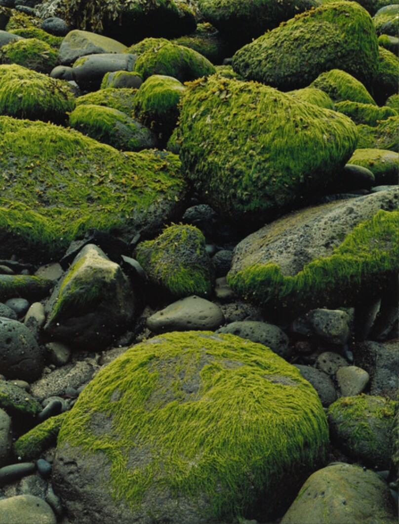 Algae on Boulders, Low Tide, Hellnar, Snaefellsnes, Iceland