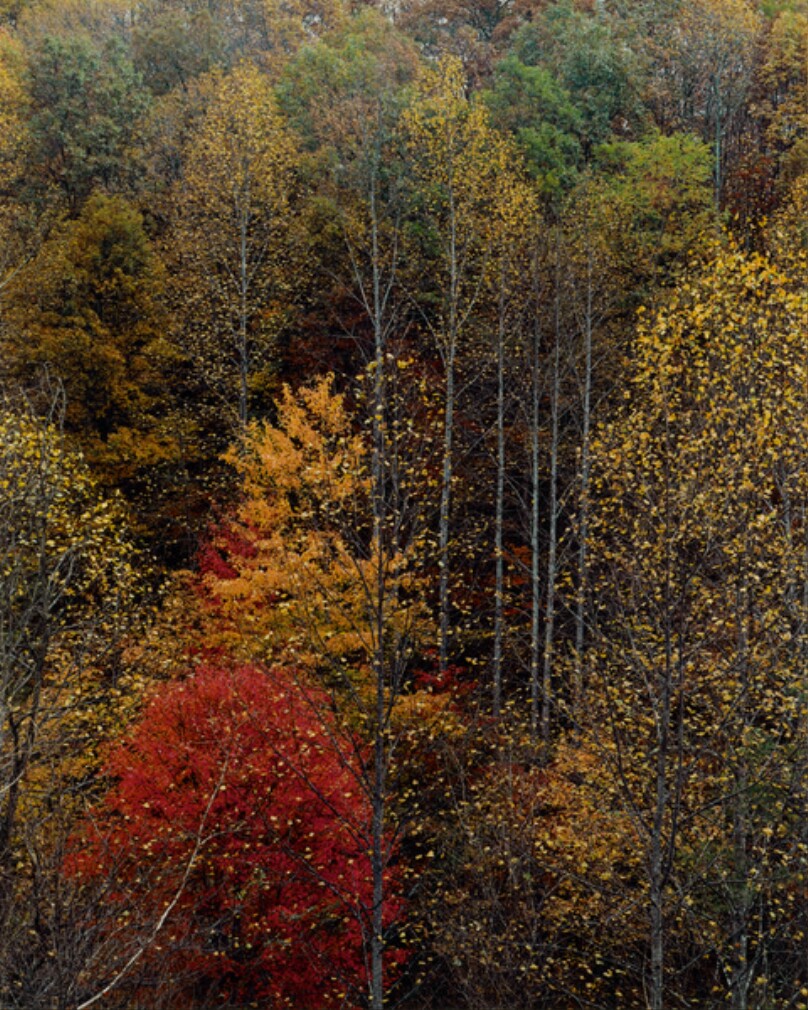 Colorful Trees, Newfound Gap Road, Great Smoky Mountains National Park, Tennessee