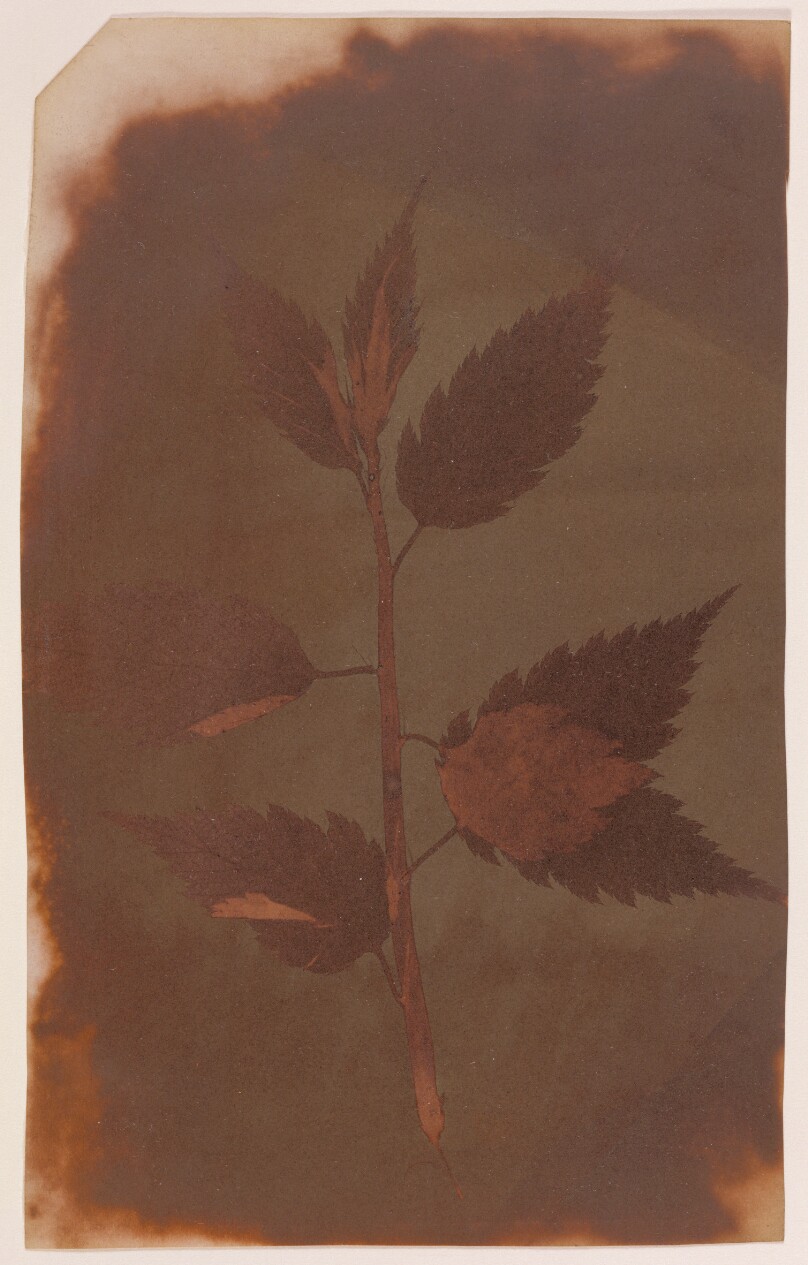[Botanical Specimen]