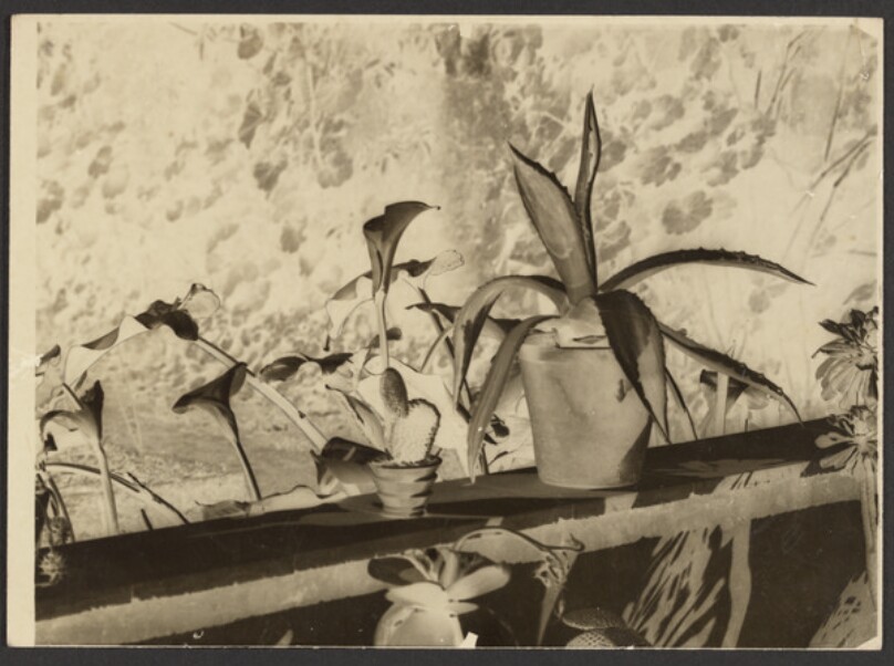 [Negative image of plants]