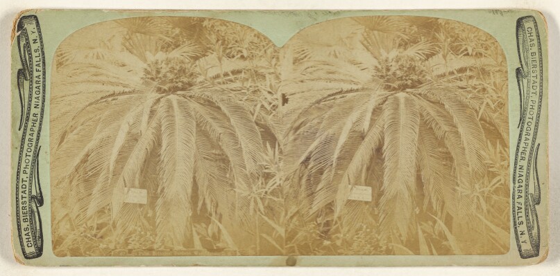 Sago Palm, Botanical Gardens, Washington, D.C.