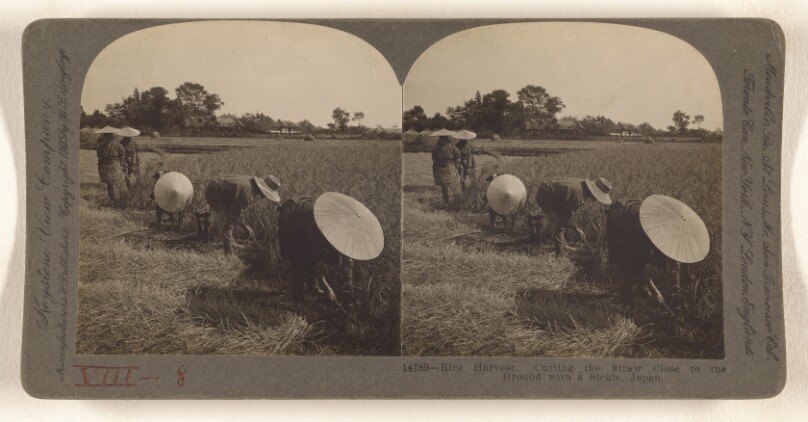 Rice Harvest. Cutting the Straw Close to the Ground with a Sickle, Japan.