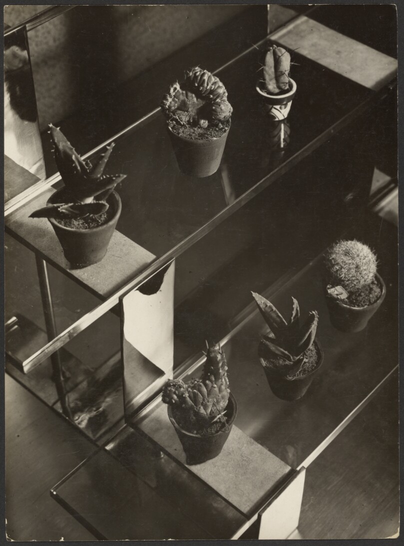 [Cactus Series, 6 on Glass Steps]
