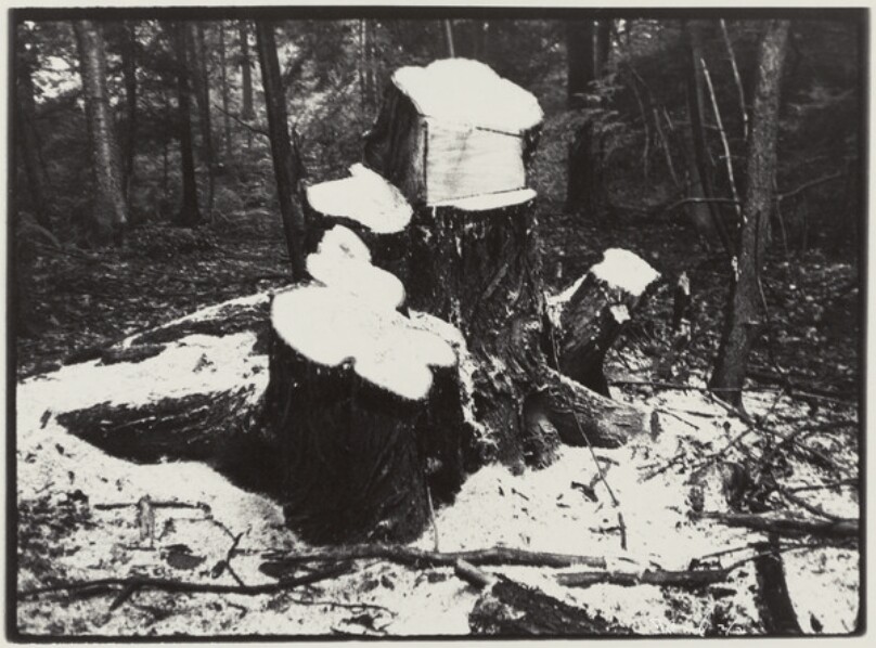 Family of Trees, Close