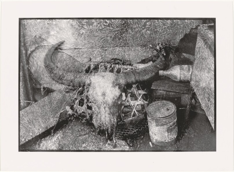 Cordilleran Still life