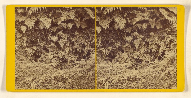 A Study of Ferns, at Sutton Court, Surrey.