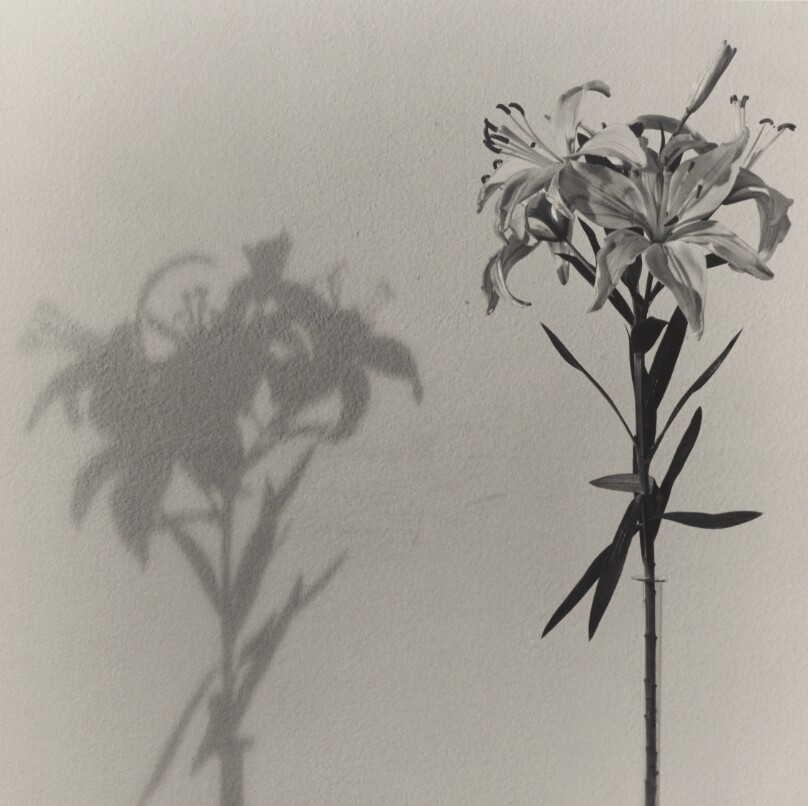 Lily