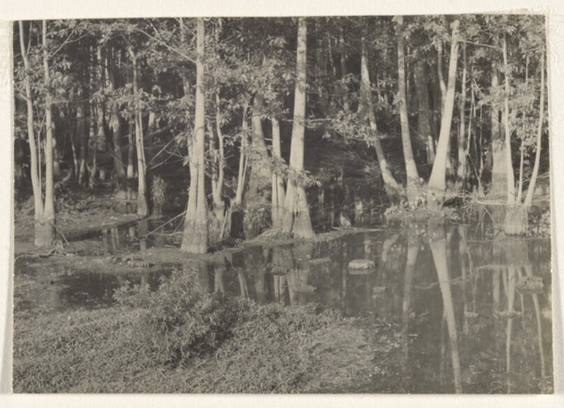 [Faulkner Country: Cypress Swamp]