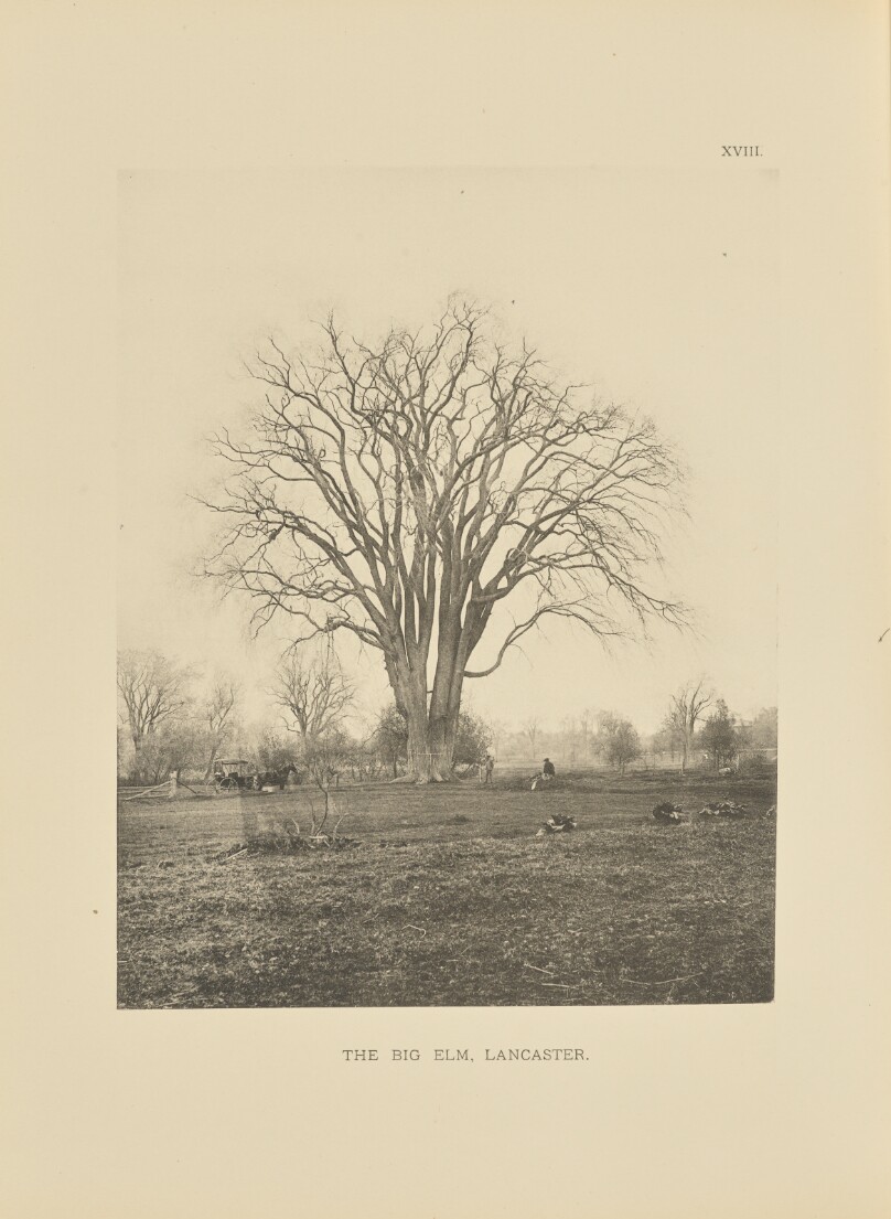 The Big Elm, Lancaster
