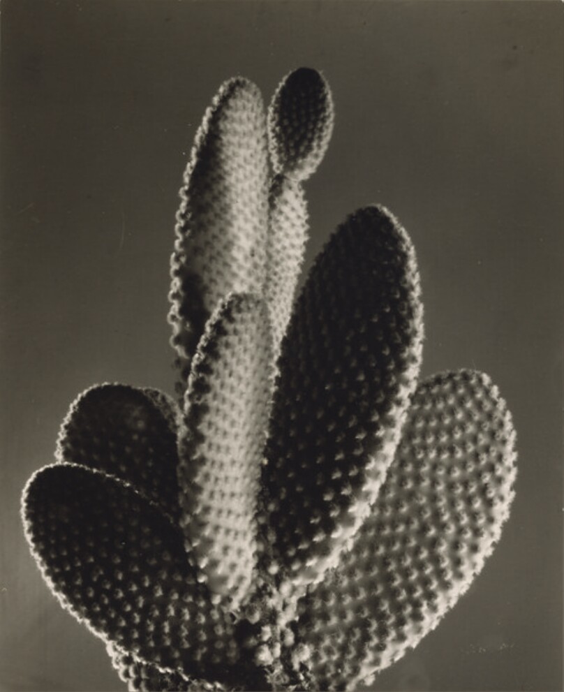 Cactus, Hollywood