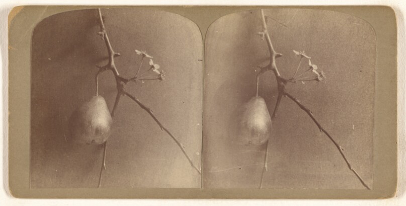 [Blossoms and Fruit at same time from Mr. Wrights garden, 11 Hall Pl., Albany, N.Y.]