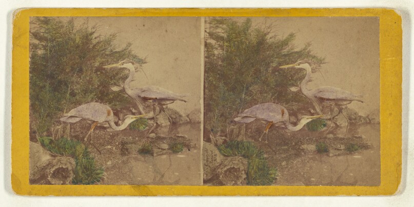 Class II, Order IV, Grallae. Family Gruidae. The Great Blue Heron...