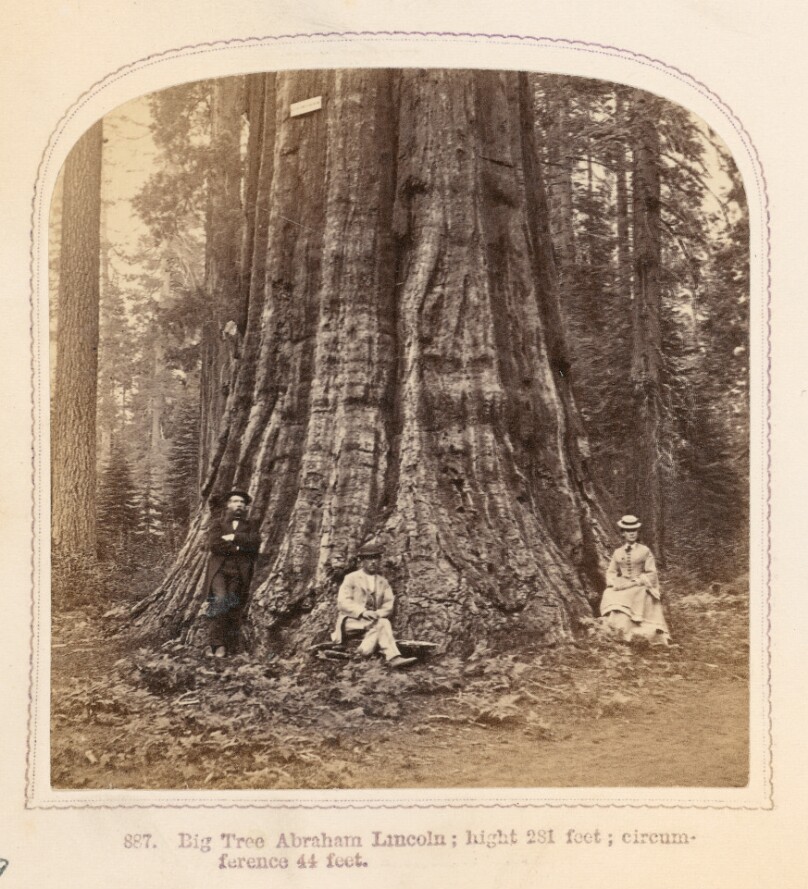 Big Tree Abraham Lincoln