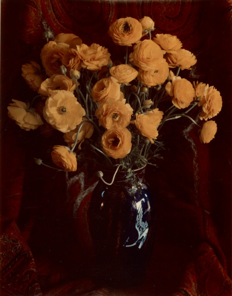 Ranunculus